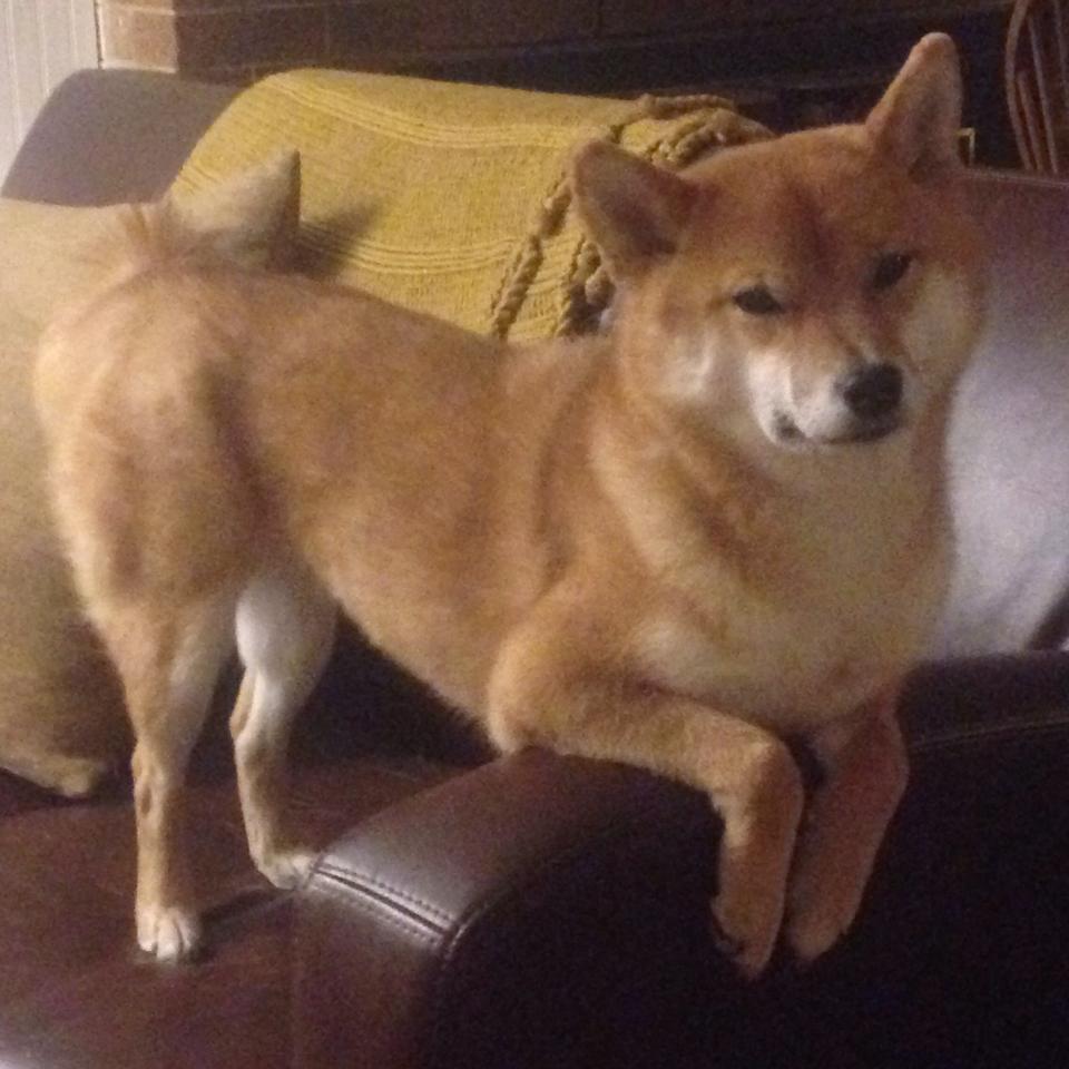 凯尔特人粉碎尼克斯,戈贝尔带动全队节奏成取胜关键