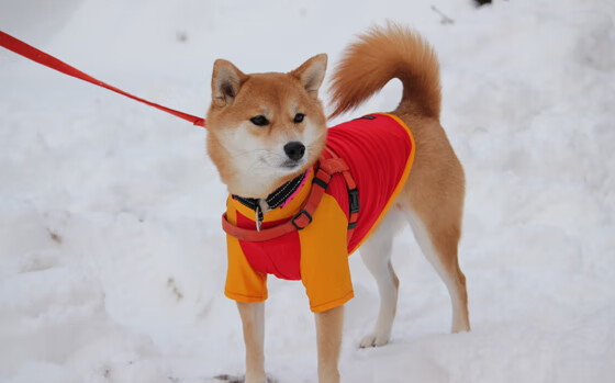 东决关键战之夜，东契奇点燃赛场，独行侠杀入总决赛的辉煌时刻