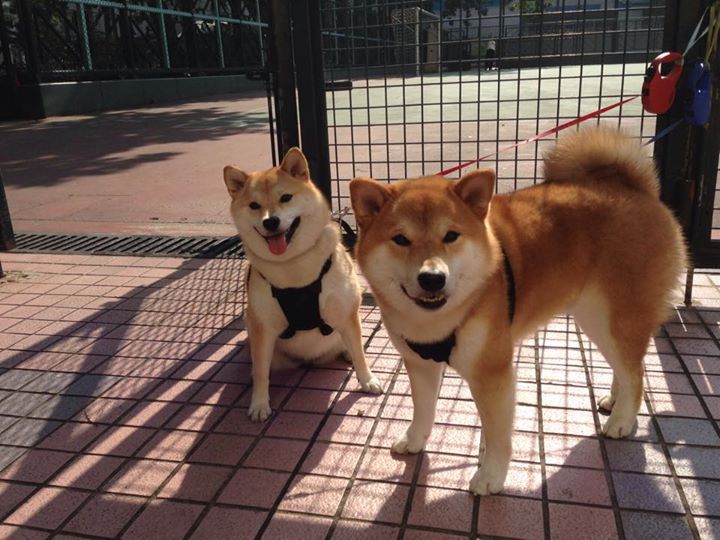 神奇翻盘!末节魔术师’爱德华兹带深圳绝境重生
