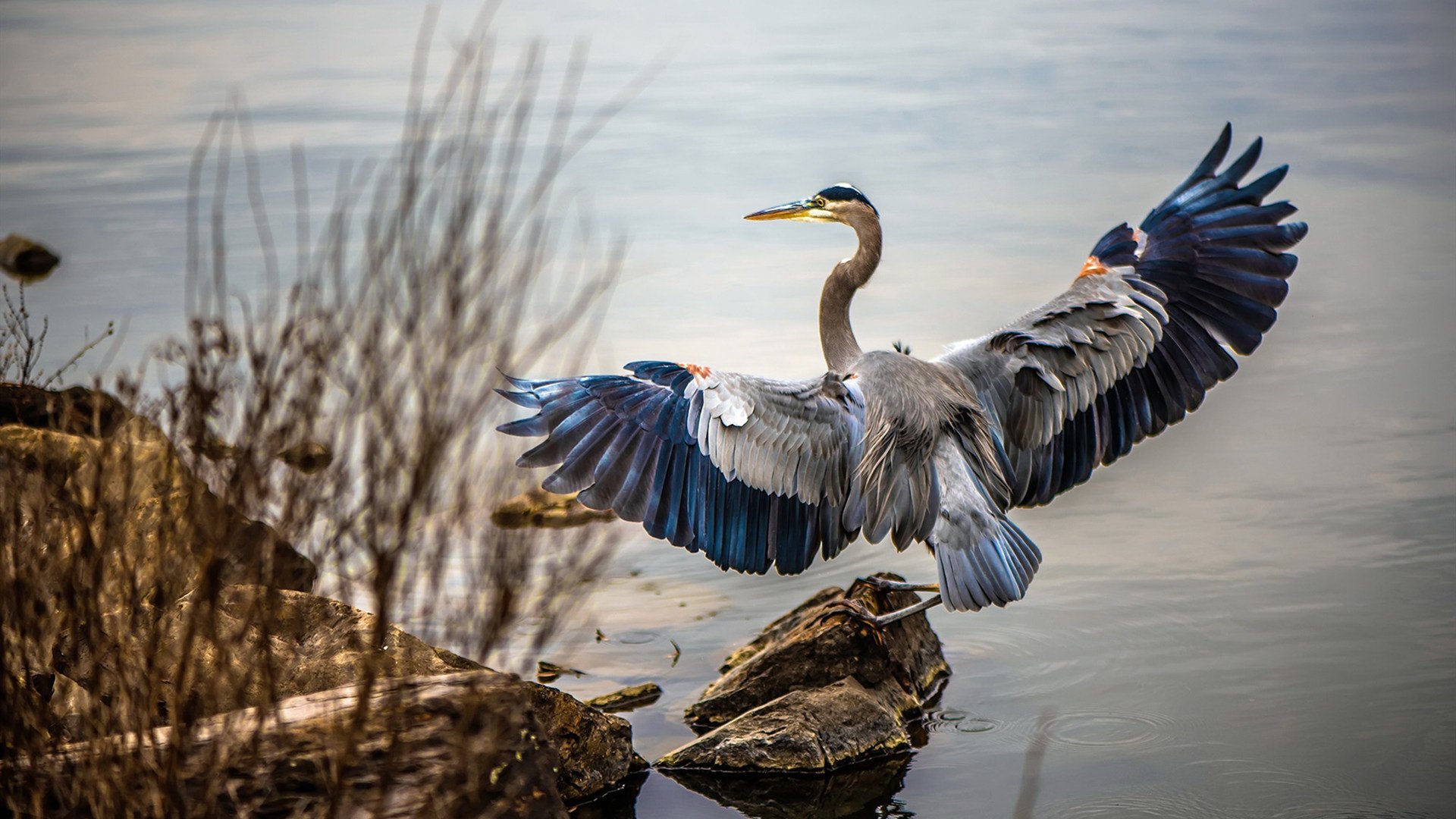 年度焦点之战之夜,巴斯托尼生涯之夜铸就传奇