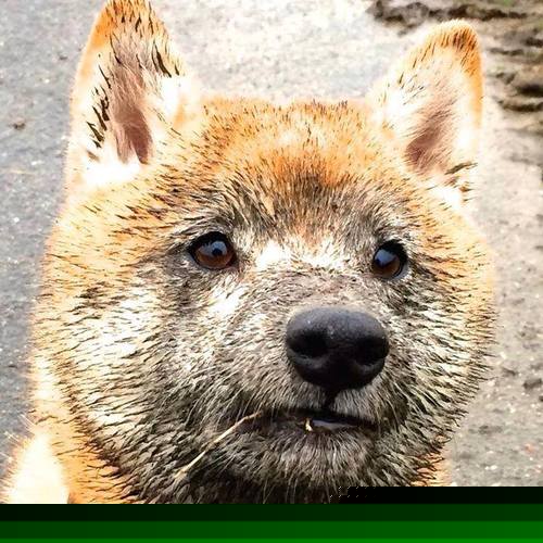 赛场传奇与英雄崛起,哈兰德展现巨星价值,突尼斯击败澳大利亚的非洲足球力量