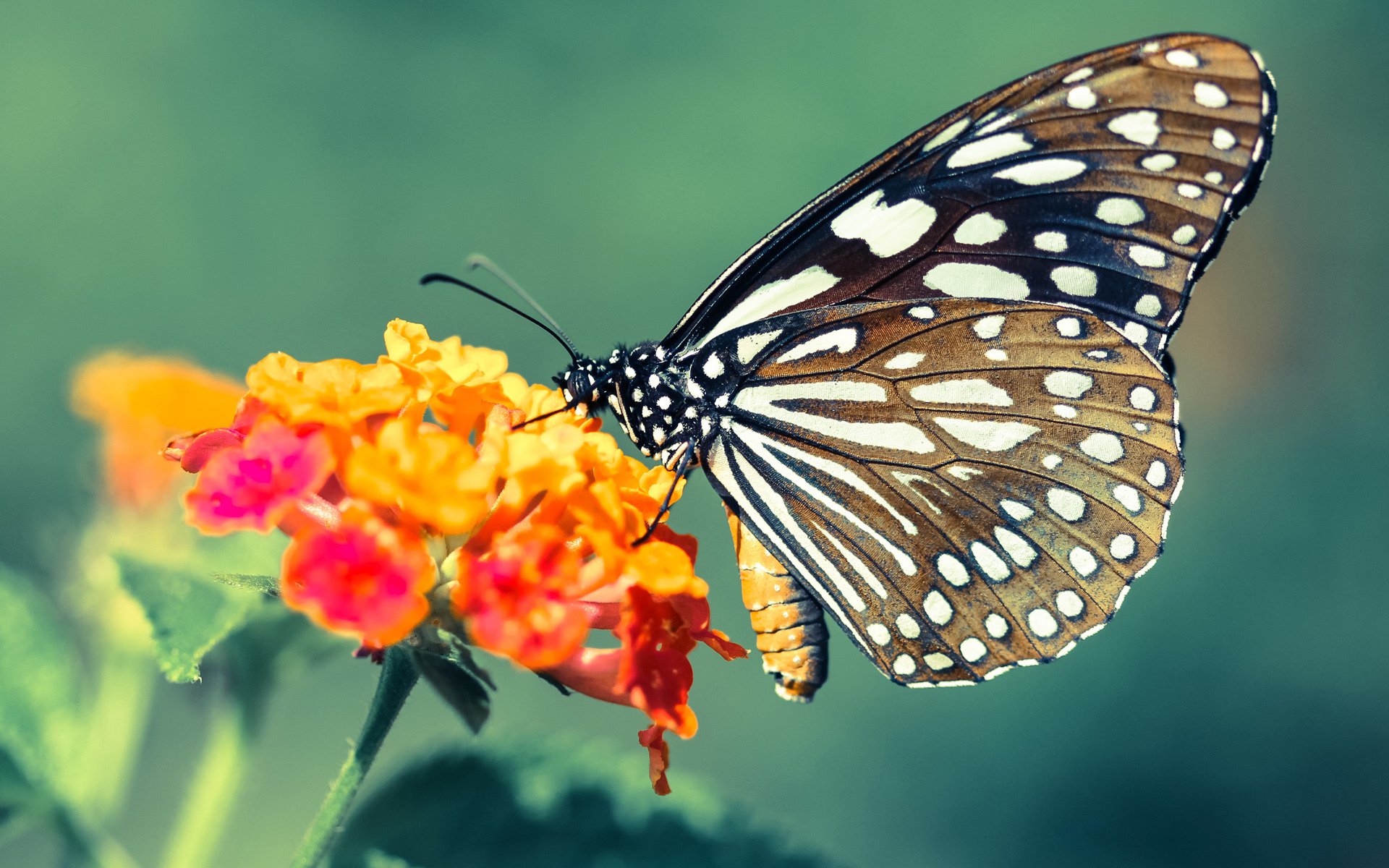 新王当立！小贾伦一人凿穿绿军铁壁，爵士新核宣告时代更迭