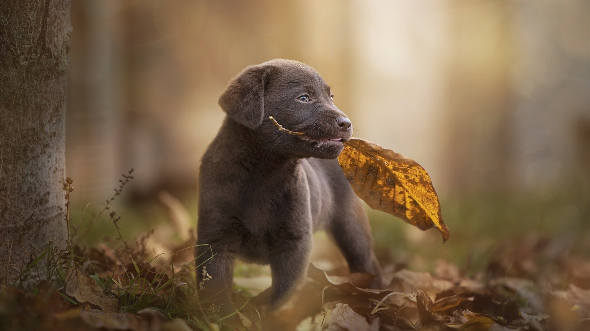 解码独行侠对决热火，东契奇制造杀伤的密码
