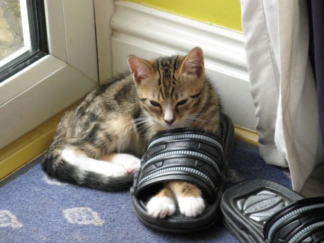 当黄蜂对阵广东队，塔图姆用探花风骨照亮岭南舞台