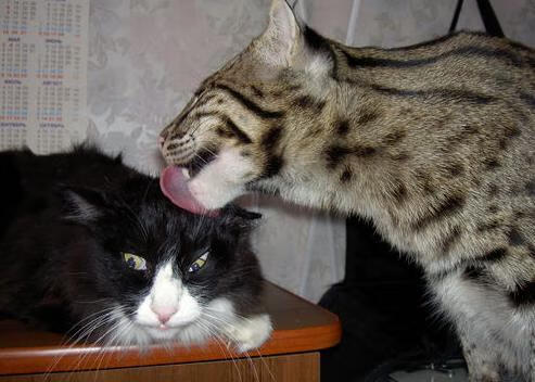 蓝调与蓝黑的碰撞，当切尔西遇见状态火热的巴斯托尼