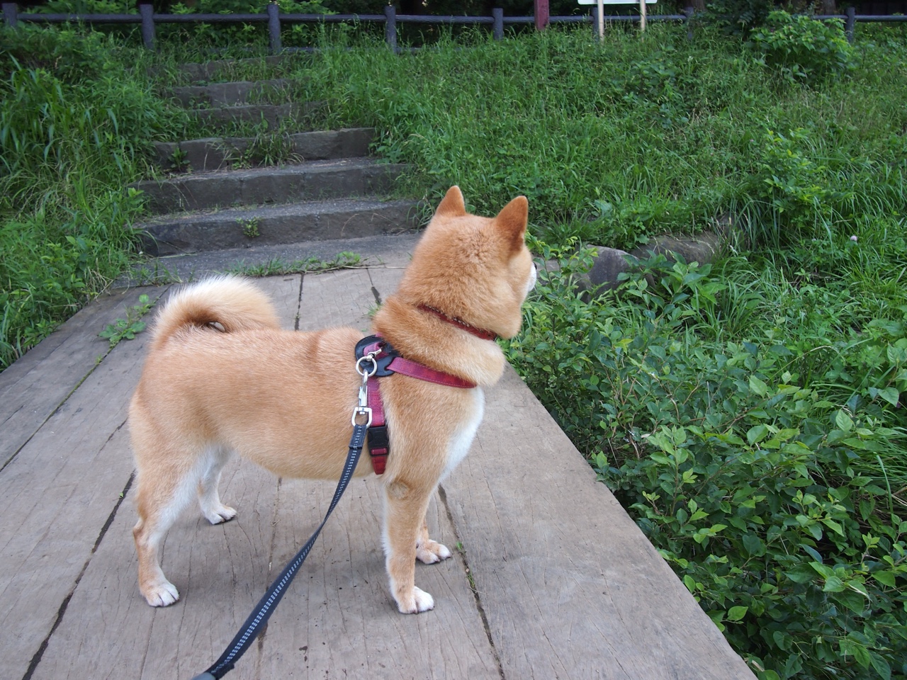 绿茵双城记,德布劳内艺术中场重燃蓝月,摩纳哥青春风暴曾让南大王蒙羞