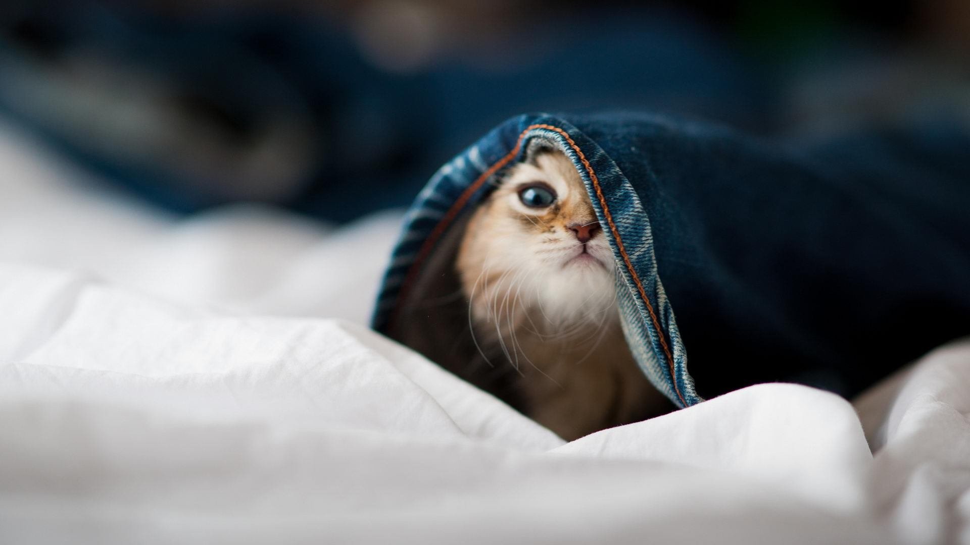 跨越大洋的篮球对话，新疆队对阵独行侠，欧文带动全队节奏