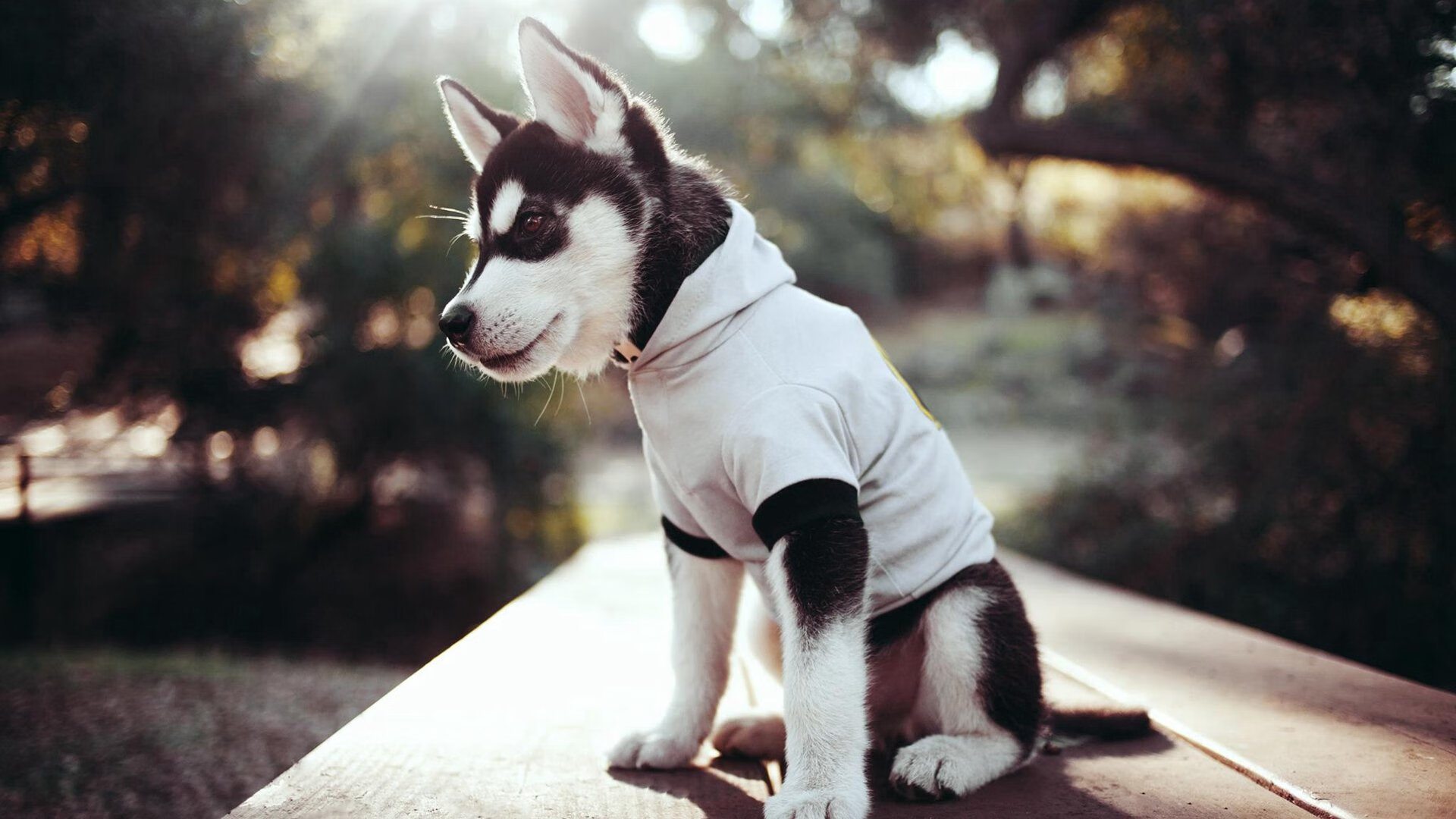 破风者,当德国战车轻取高地,北欧尖刀在风暴中证明自己