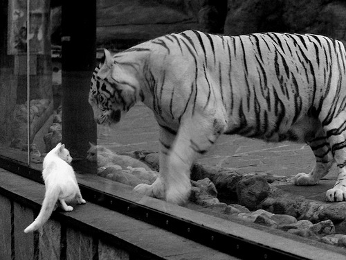 双城记，当公牛撞碎东北虎，战神降临欧冠之夜